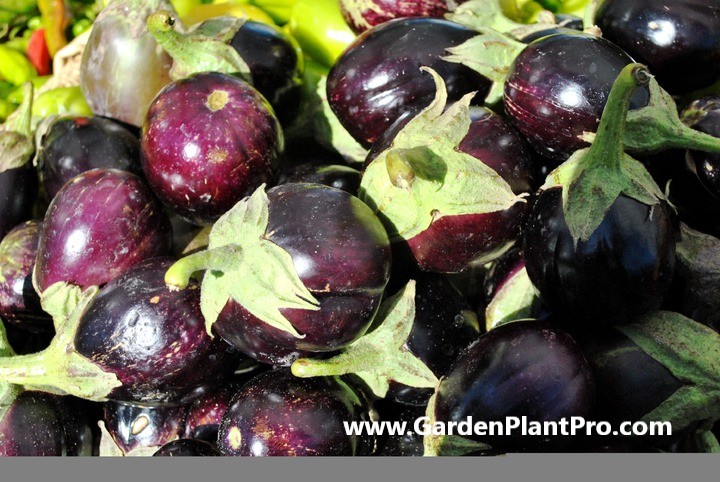 How To Grow Eggplant (Aubergines) In Your Garden