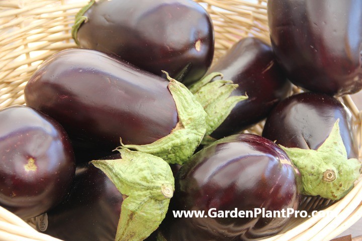 How To Grow Eggplant (Aubergines) In Your Garden