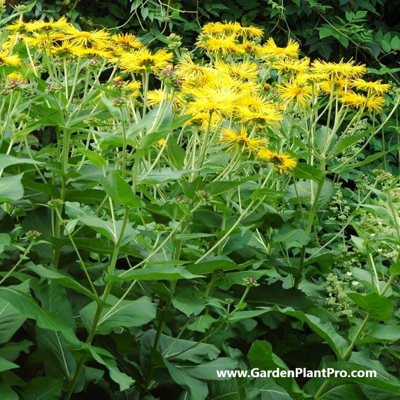 How To Grow And Use Elecampane (Medicinal & Edible Herb) In Your Home Garden