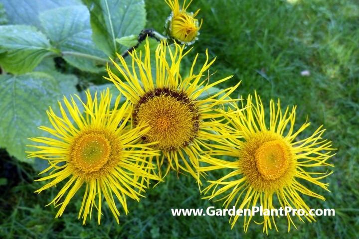 How To Grow And Use Elecampane (Medicinal & Edible Herb) In Your Home Garden