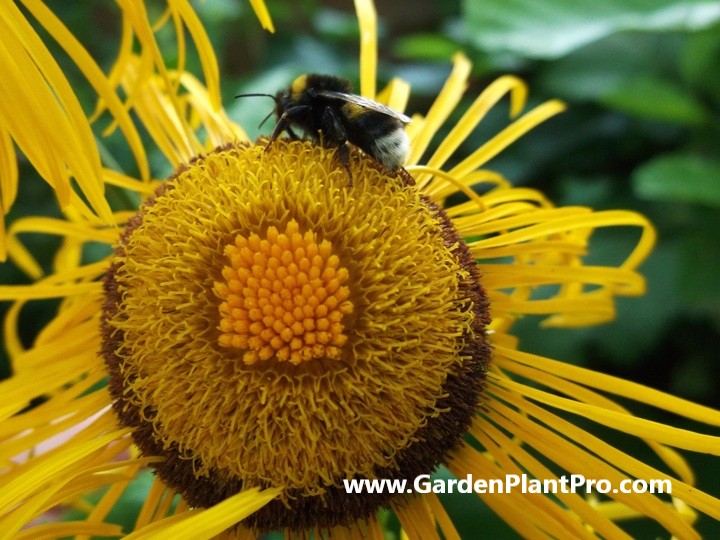 How To Grow And Use Elecampane (Medicinal & Edible Herb) In Your Home Garden