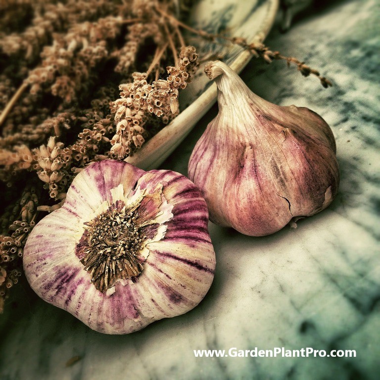 How To Grow Garlic At Home