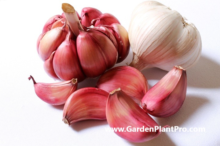 How To Grow Garlic At Home