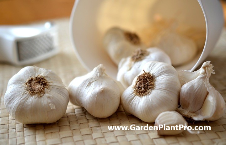 How To Grow Garlic At Home