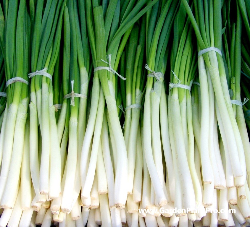 Spring Into Action: The Ultimate Guide to Growing Delicious Green Onions