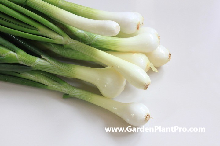 Spring Into Action: The Ultimate Guide to Growing Delicious Green Onions