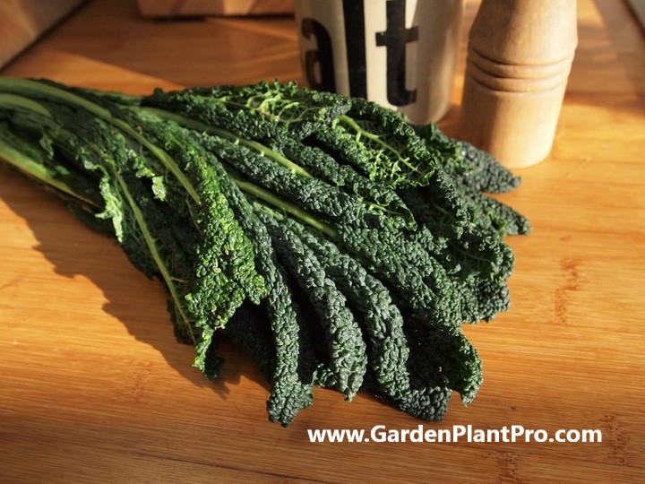 How To Grow Kale At Home