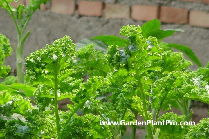 How To Grow Kale At Home