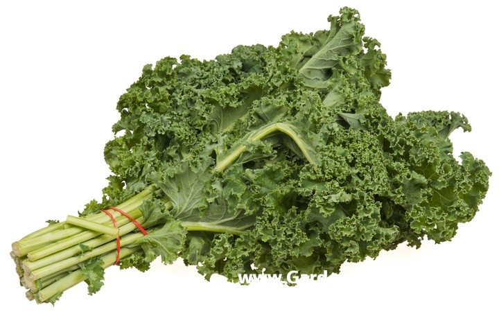 How To Grow Kale At Home