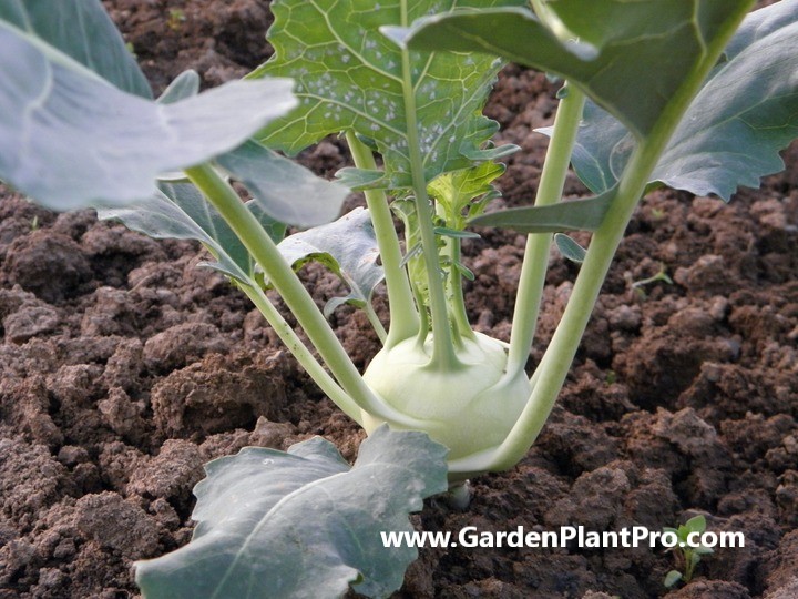 How To Grow Kohlrabi In Your Vegetable Garden
