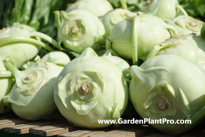 How To Grow Kohlrabi In Your Vegetable Garden