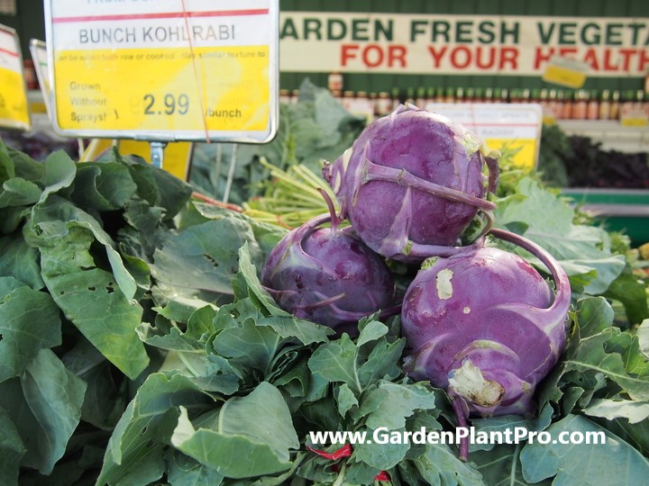 How To Grow Kohlrabi In Your Vegetable Garden