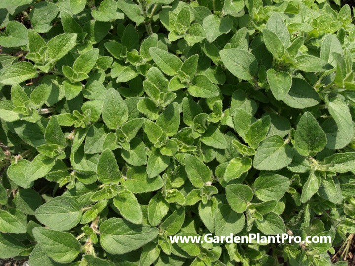 How To Grow Marjoram In Your Home Garden