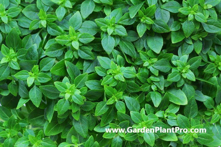 How To Grow Marjoram In Your Home Garden