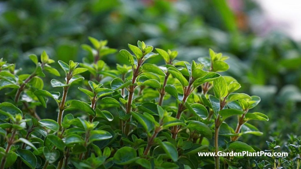 How To Grow Marjoram In Your Home Garden