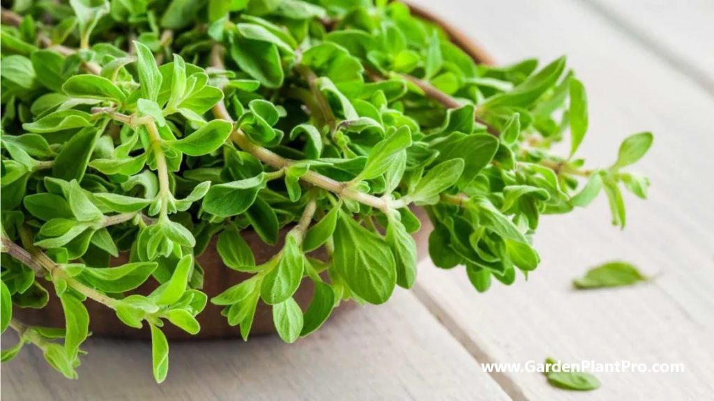 How To Grow Marjoram In Your Home Garden