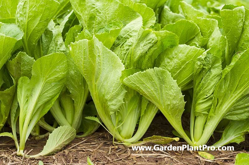 How To Grow Mustard Greens At Home