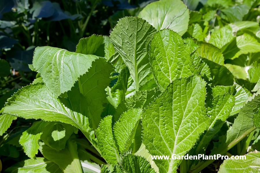 How To Grow Mustard Greens At Home