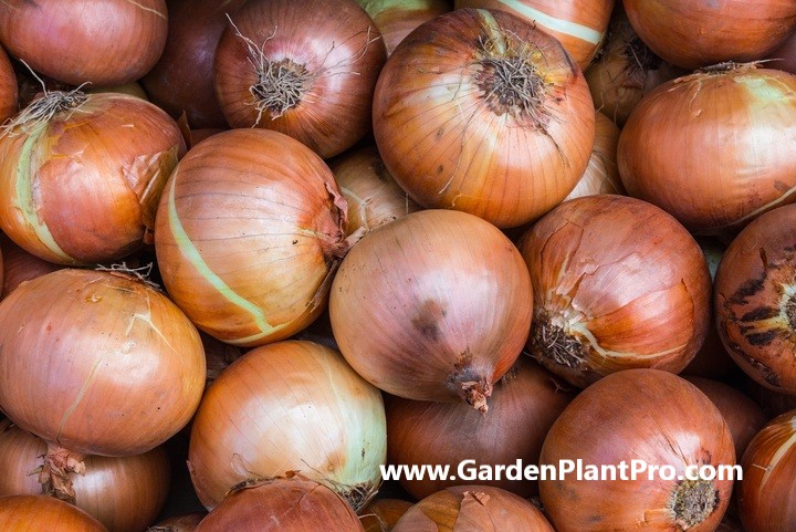 How To Grow Onions At Home