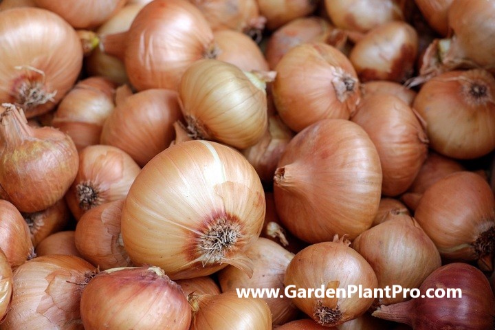 How To Grow Onions At Home