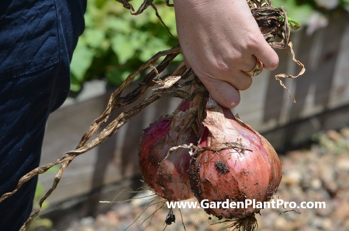 How To Grow Onions At Home