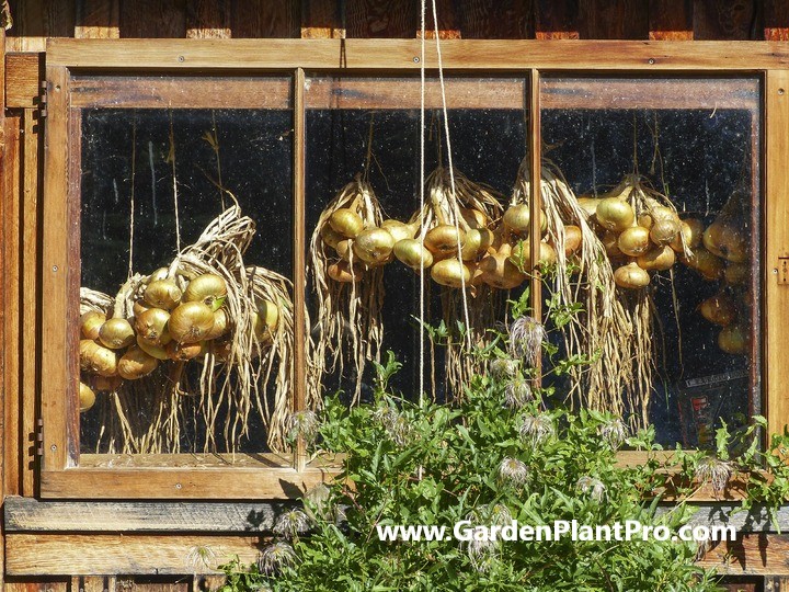 How To Grow Onions At Home