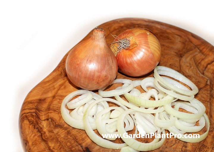 How To Grow Onions At Home