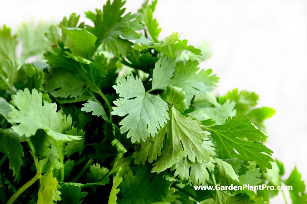 How To Grow Parsley In Your Herb Garden