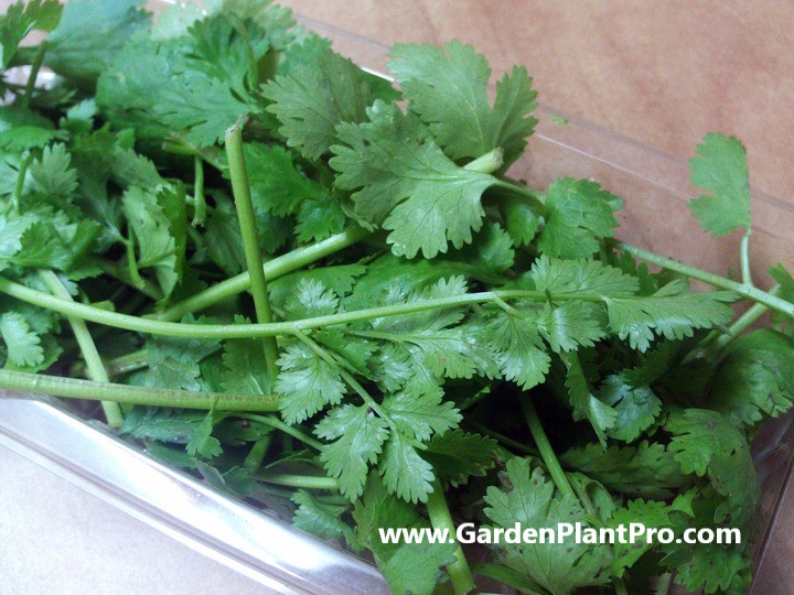 How To Grow Parsley In Your Herb Garden