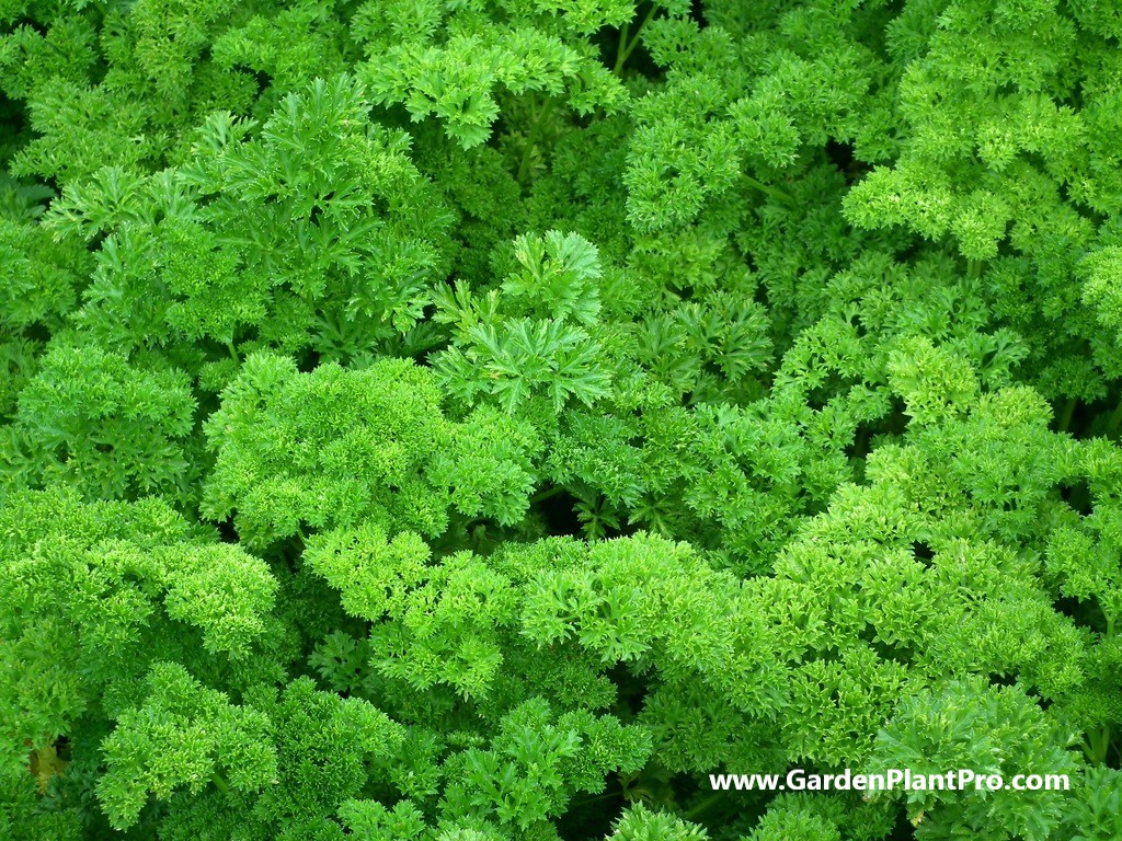 How To Grow Parsley In Your Herb Garden