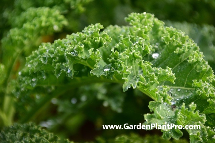 How To Grow Parsley In Your Herb Garden