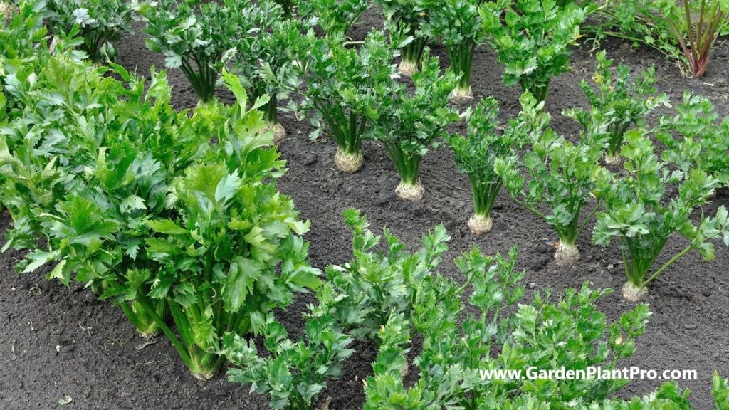 How To Grow Parsnips In The Garden