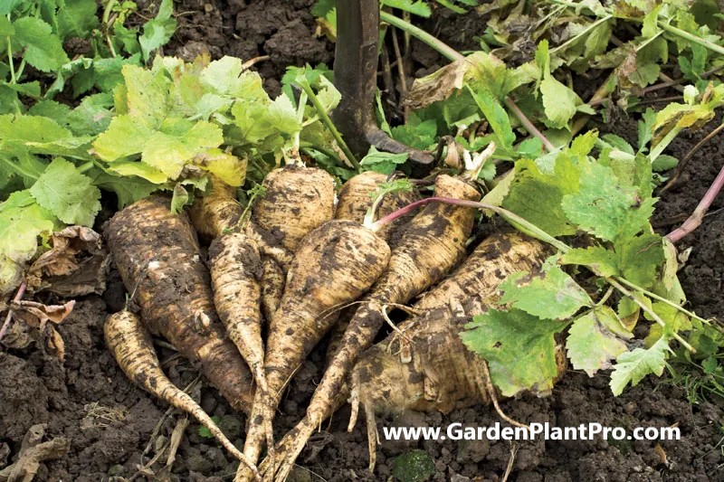 How To Grow Parsnips In The Garden