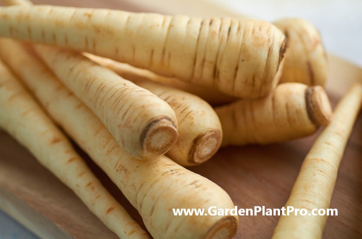 How To Grow Parsnips In The Garden