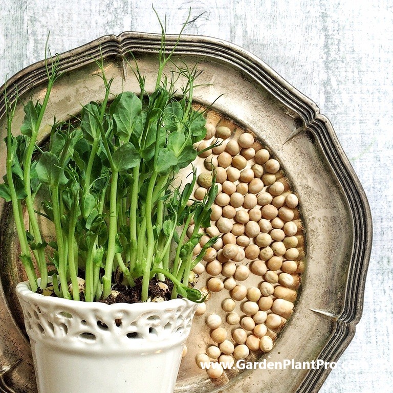 Green & Gorgeous: How To Grow Mouthwatering Peas In Your Home Garden