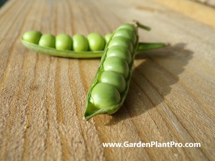 Green & Gorgeous: How To Grow Mouthwatering Peas In Your Home Garden