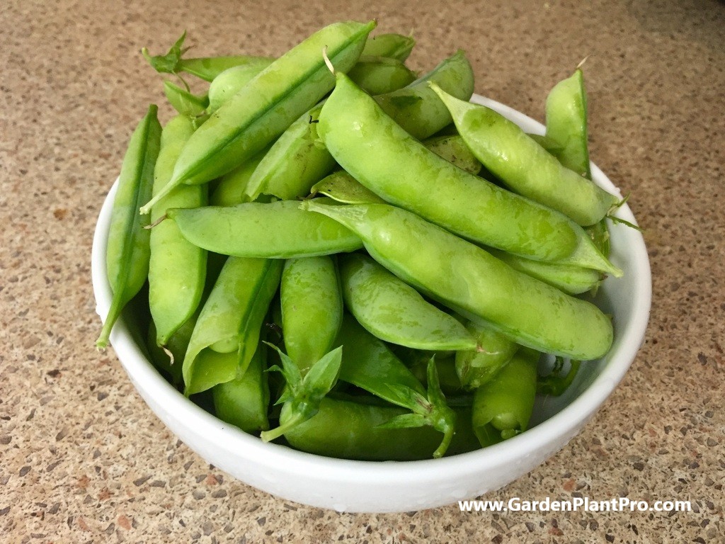 Green & Gorgeous: How To Grow Mouthwatering Peas In Your Home Garden