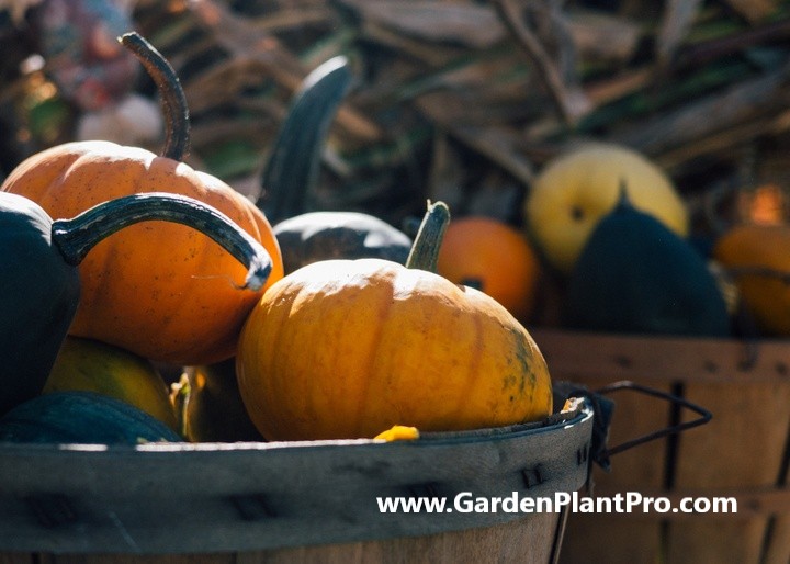 Pumpkin Power: How to Grow Your Own Delicious, Nutritious Pumpkins at Home