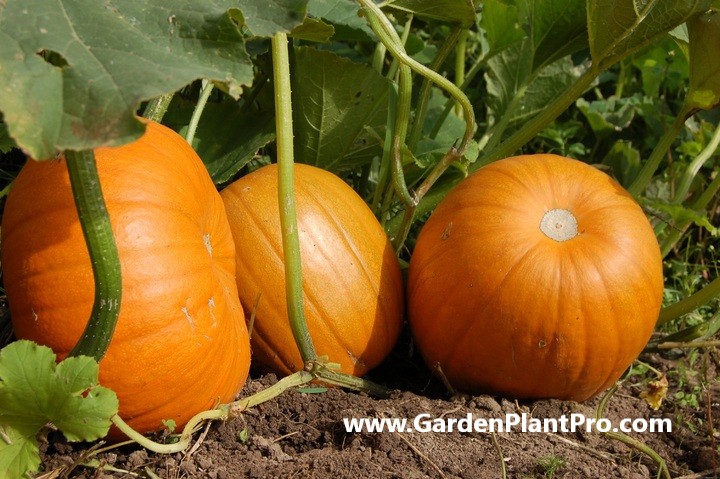 Pumpkin Power: How to Grow Your Own Delicious, Nutritious Pumpkins at Home