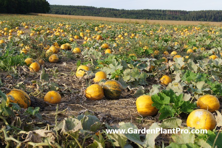 Pumpkin Power: How to Grow Your Own Delicious, Nutritious Pumpkins at Home