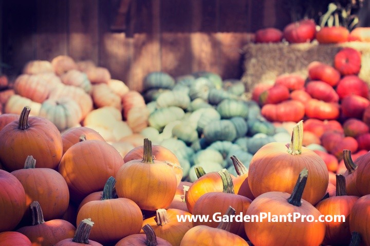 Pumpkin Power: How to Grow Your Own Delicious, Nutritious Pumpkins at Home