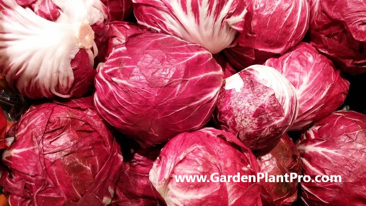 Add A Touch Of Italian Flair To Your Garden By Growing Crisp & Colorful Radicchio