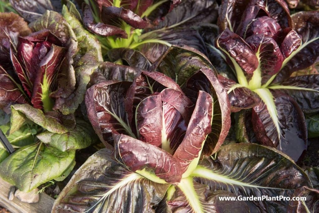 Add A Touch Of Italian Flair To Your Garden By Growing Crisp & Colorful Radicchio