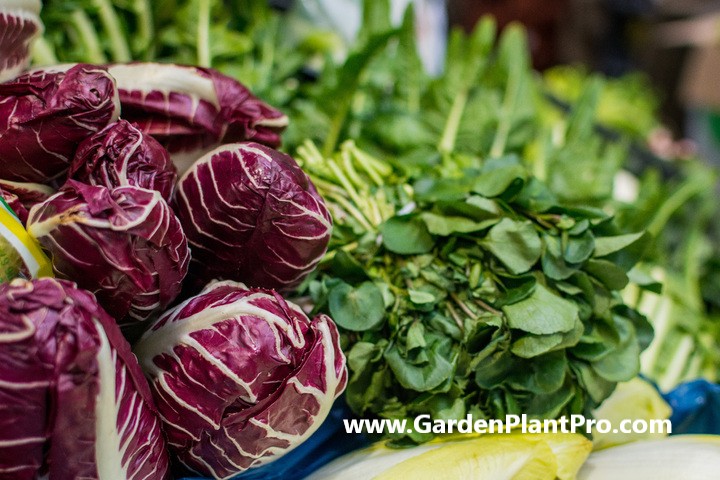 Add A Touch Of Italian Flair To Your Garden By Growing Crisp & Colorful Radicchio