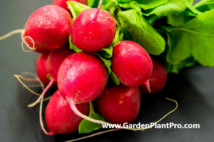 Root for the Radish: How To Grow & Enjoy Fresh Radishes From Your Veggie Garden