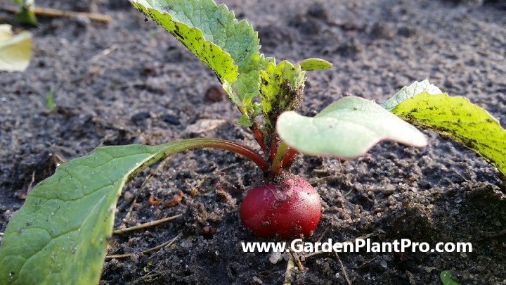 Root for the Radish: How To Grow & Enjoy Fresh Radishes From Your Veggie Garden