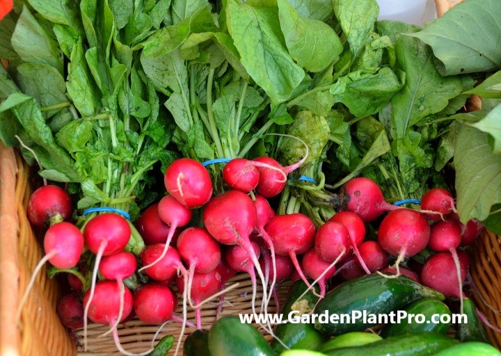 Root for the Radish How To Grow & Enjoy Fresh Radishes From Your