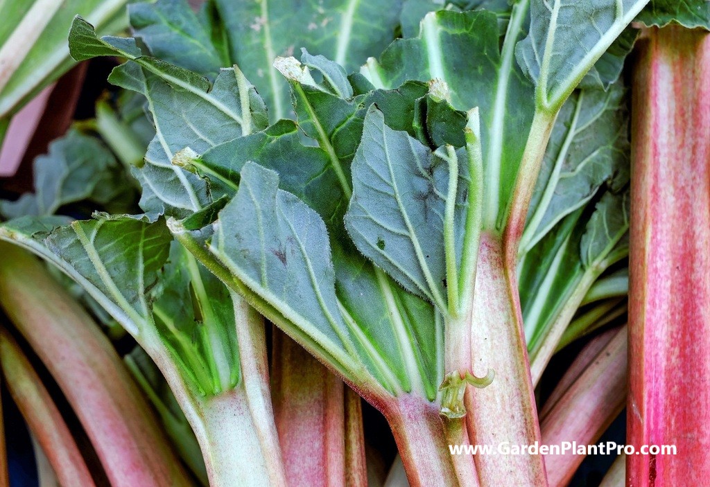 How To Grow Rhubarb In Your Vegetable Garden