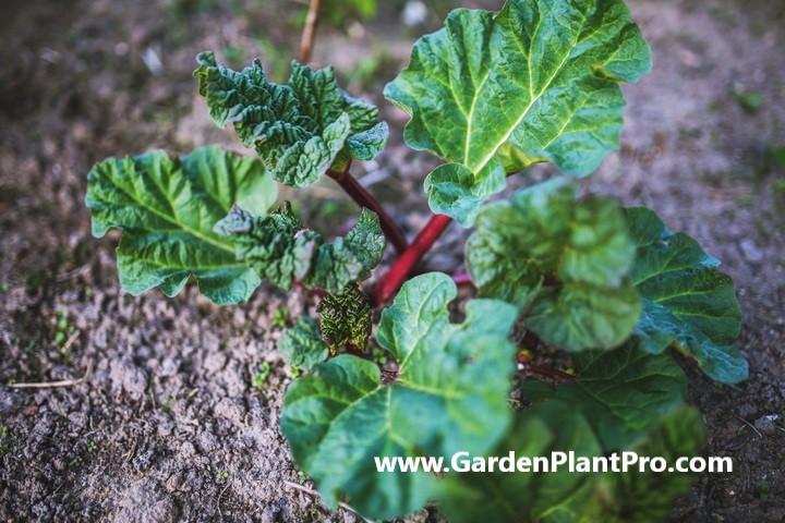 How To Grow Rhubarb In Your Vegetable Garden