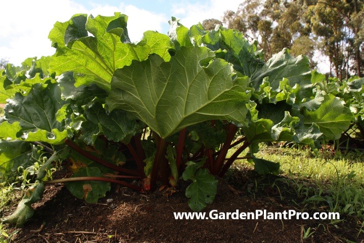 How To Grow Rhubarb In Your Vegetable Garden